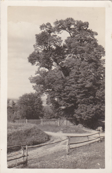 Šerkova "nezraněná" lípa. Léta 50-60.